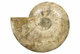 Huge, Sliced Ammonite Fossil (Half) - Madagascar #317428-1